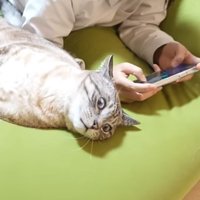 衝撃顔の猫とスマホで遊ぶ人間