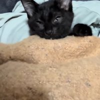目を細める子猫