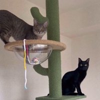 キャットタワーで遊ぶ二匹の猫