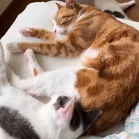 ベッドの上で眠る2匹の猫