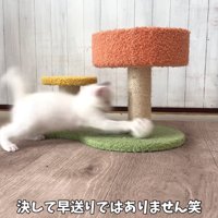 ボールにじゃれる子猫