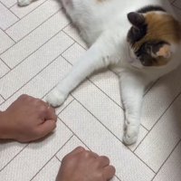 左手にちょいちょいする猫