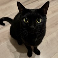 座って上目遣いの黒猫