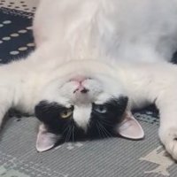 へそ天している猫の顔アップ