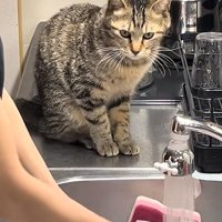 気になる猫