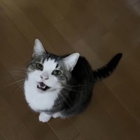 パパにサイレントニャーするキジ白猫