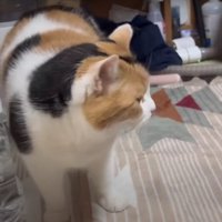 立っている猫