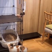 ケージの上を見つめる猫