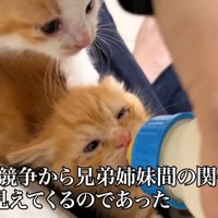 茶白猫に押されながらミルクを飲む茶トラ