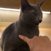 猫の肩に指で触れる飼い主