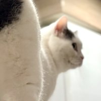 振り向く猫の顔