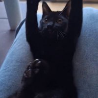 手足を広げたぎんじくん