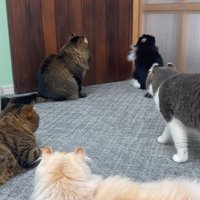 集まる猫たち