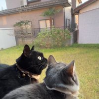 庭を見つめる猫
