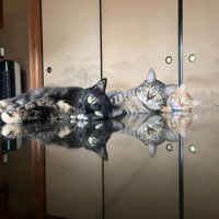 机に反射する猫