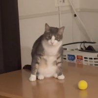 飼い主さんを見る猫