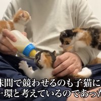 ミルク目掛けて投稿主の膝の上に登る子猫たち
