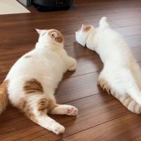 寝転がる2匹の猫