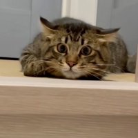 目を合わせた猫