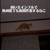 カーテンレールを歩く猫