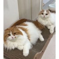 室内にいる猫