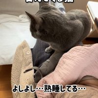 赤ちゃんを寝かすママの足の上に乗る保護猫