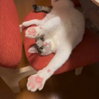 両前足を伸ばす猫
