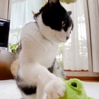 ぬいぐるみをなでる猫