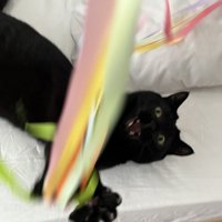 ベッドに寝そべっておもちゃで遊ぶ猫