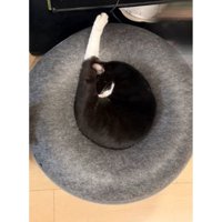 寝ている猫