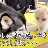 ハスキーのそばにいる子猫