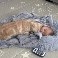 一緒に寝るスコティッシュフォールドと赤ちゃん