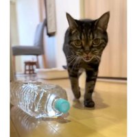 廊下を歩く猫