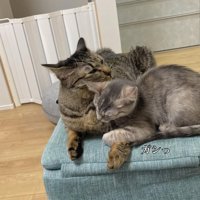 大きな猫にしがみつく子猫