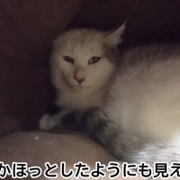 猫ベッドの奥にいる猫