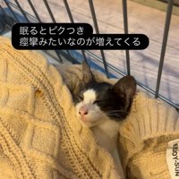 ブランケットの中で眠る子猫