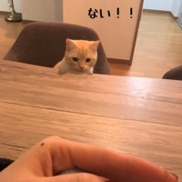 テーブルの上を見つめる猫