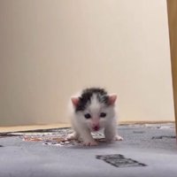 歩いている猫