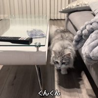 飼い主さんの方に歩いてくる猫