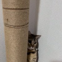 キャットタワー近くで座る猫