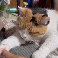 腕を舐める猫