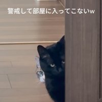ドアから覗き込む猫たち2