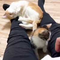 頭を擦りつけるむぎくん