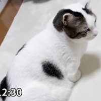 室内にいる猫