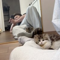 眠そうな猫