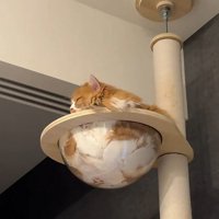 クリアボウルに入る猫