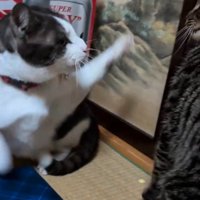 キジトラ猫に前足を伸ばすキジ白猫