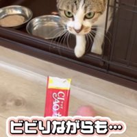 おやつを差しだされる猫