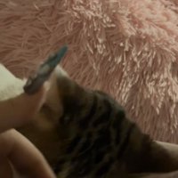 飼い主の指に顔を擦り付けている見切れた猫