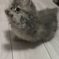 手を伸ばすミヌエットの子猫